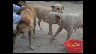 The Cemetery Dogs of San Jose Burial Park