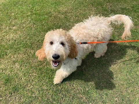 The Royal Mile – Piper the Cockapoo