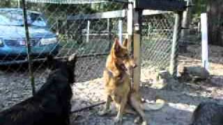 Lobo.AVI