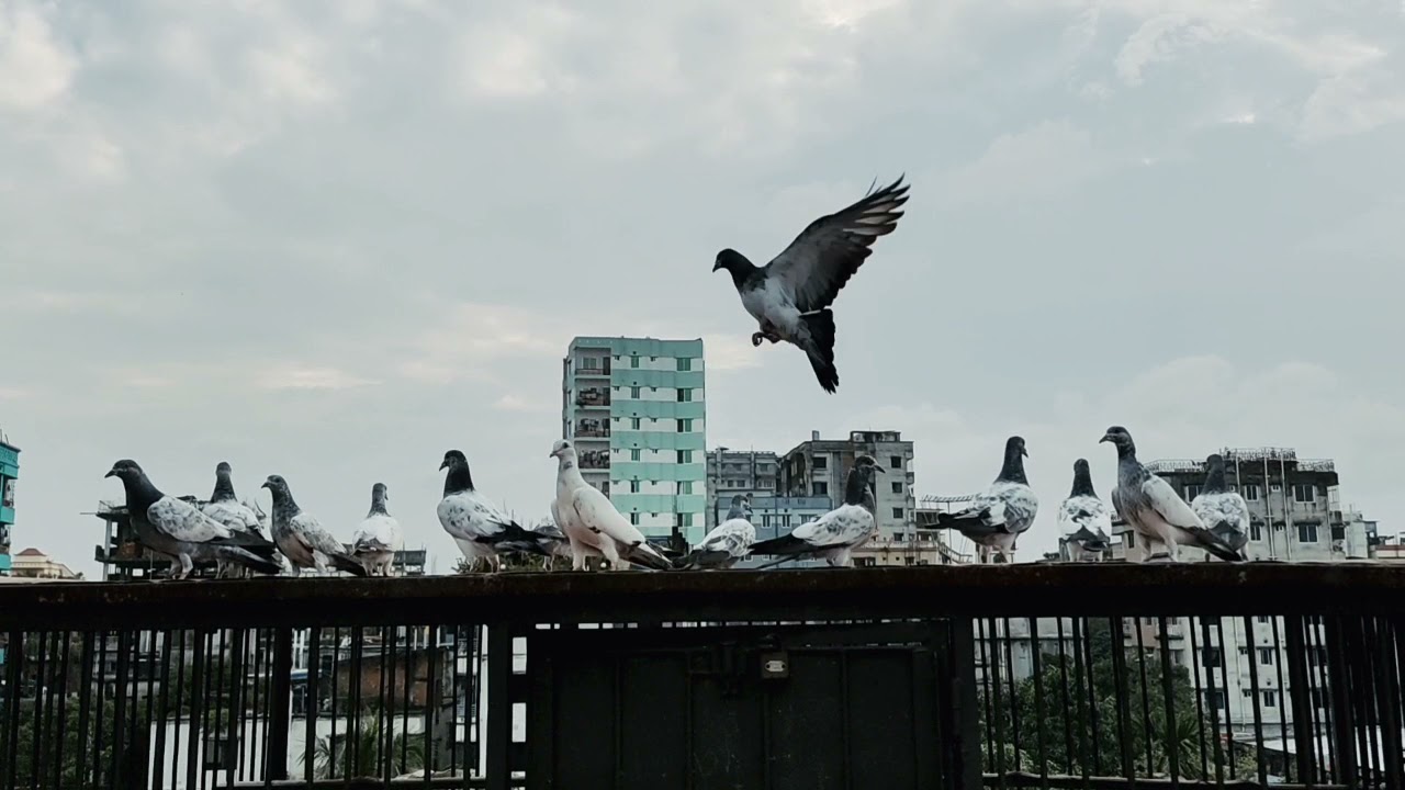 আজকে আর কিছু নতুন বাচ্চা সেট করলাম।