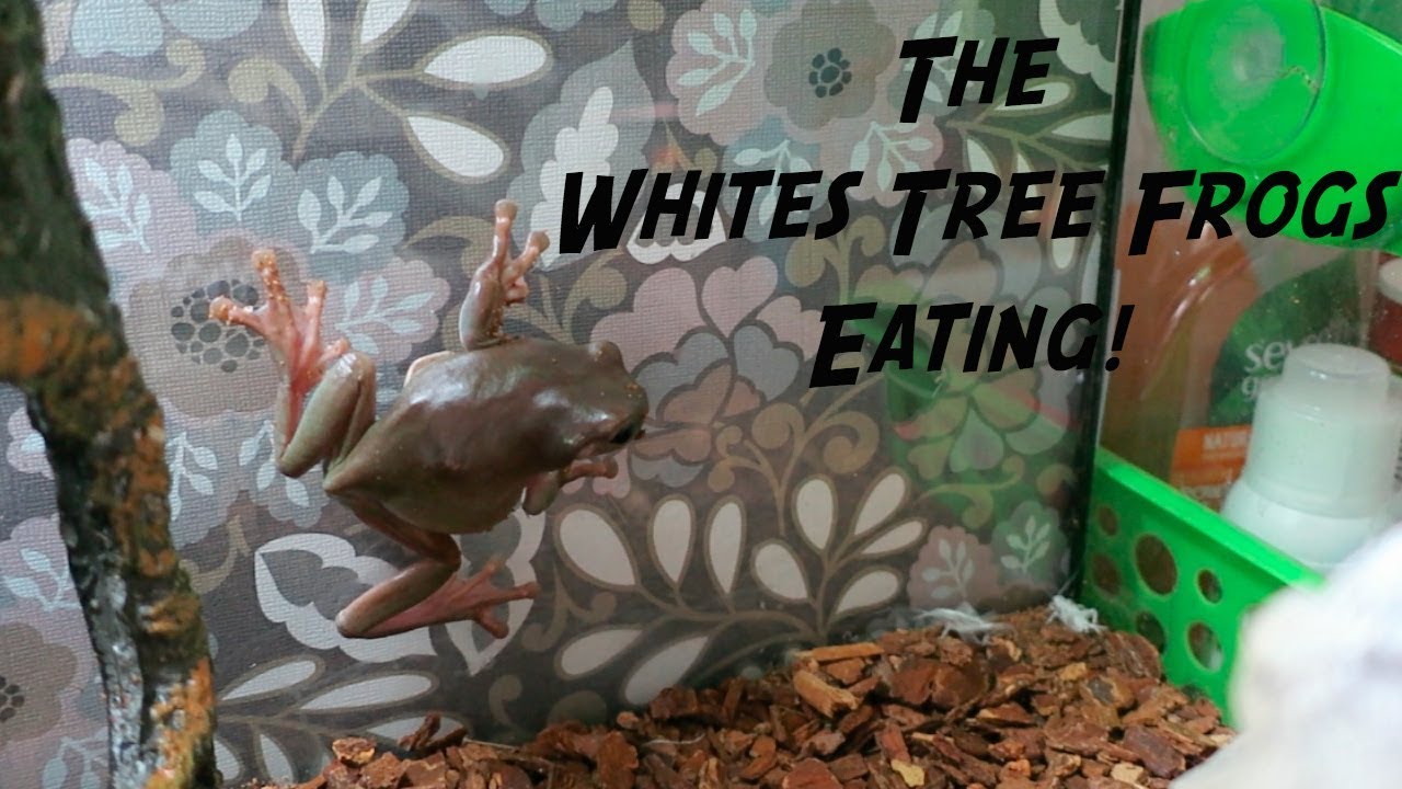 The Whites Tree Frogs Eating! YouTube