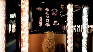嵐電嵐山駅 足湯【モモタロ湯】仮面ライダー電王 銀幕帰還記念コラボ Ran-Den Arashiyama Station footbath [Momotaroyu] Kamen Rider Den-O