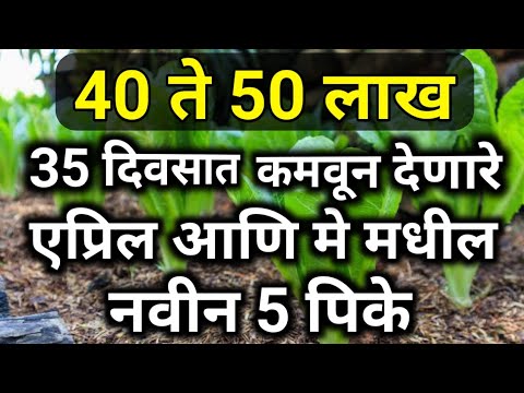 40-50 लाख 35 दिवसात मिळून देणारी एप्रिल-मे मधील 5 पिके।उन्हाळी पिके।unali pike।new high profit crop