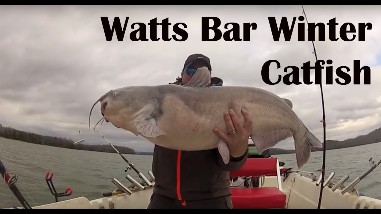 Watts Bar Winter Catfish Wintertime Catfishing Catching Catfish in