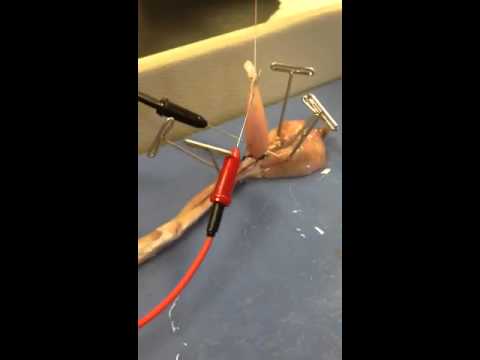 Contractility of skeletal muscle using frog gastrocnemius muscle lab report picture