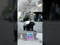 Animal Interviews: Hilarious &amp; Heartwarming Conversations with Our Friends
