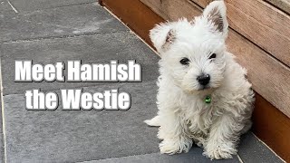 Meet Hamish the Westie #westhighlandwhiteterrier #westie