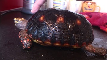 Tortoise Shell, Turtle shield. Red Footed Tortoise.
