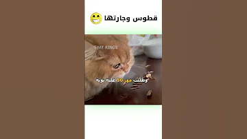 قطوس وجارتها دبلجة مضحكة ضحك اكسبلور السعودية My Kingo كوميديا Funny دوبلاج قطط Cat 