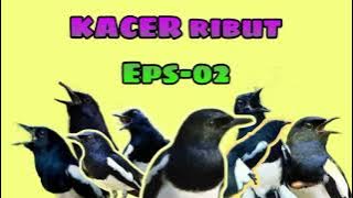 KACER RIBUT, memancing serta menaikkan emosi kacer agar cepat gacor & menaikkan mental burung kacer