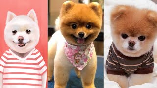 😂 Cute Puppies Doing Funny Things 2021 😂 Những chú chó đáng yêu nhất 2021