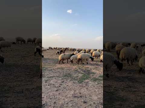 تربية الغنم كما قال بعض العلماء أن فيه خير وبركة حراج المملكة اكسبلور الغنم البركة ترند 
