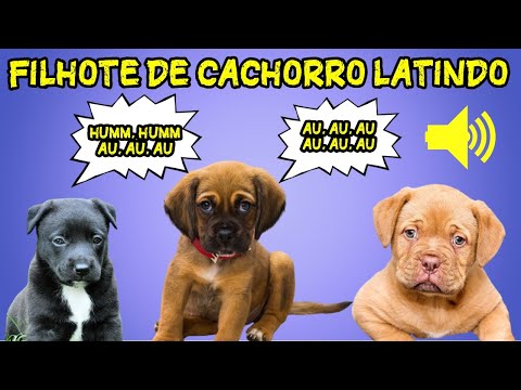 Vídeo: Quando meu filhote de cachorro vai começar a latir?