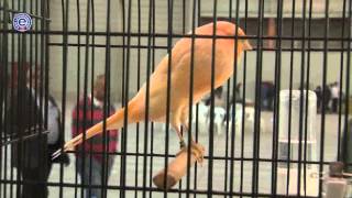 Türk Kanarya Sevenler Rekora İmza Attı