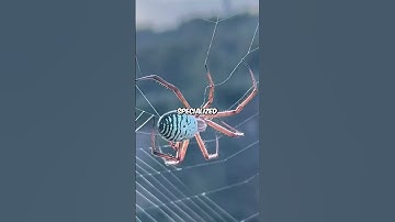 Why Spiders Never Get Stuck on Their own Web?  #shortsvideo #spider #foryou