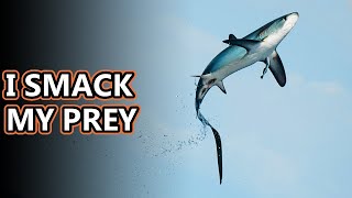 Thresher Shark facts: I whip my tail back and forth | Animal Fact Files