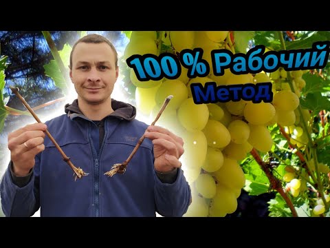 100% способ укоренения