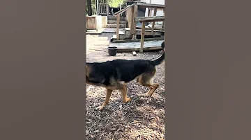 Working On Getting The Dogs To Get Along Close To Home 