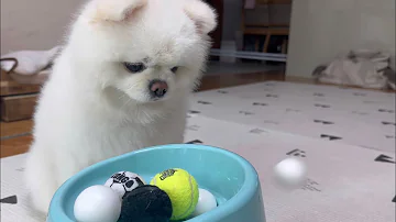 튀동숲 금도구 튀동숲 금도구