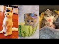 Funny & Cute Cat and Kitten TikTok Trendy Video Compilation #1 2022