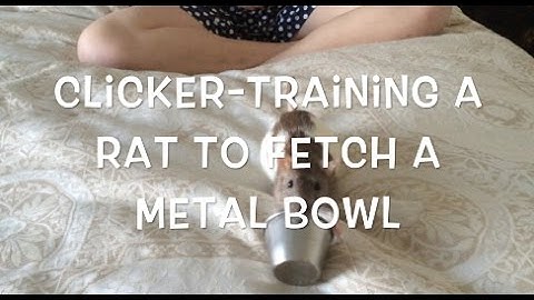 Clicker-Training: Shaping a Rat to Fetch a Metal Bowl
