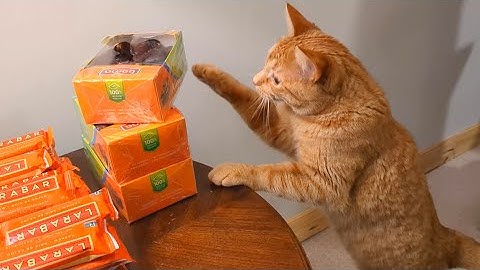 I made a critical mistake buying orange food..