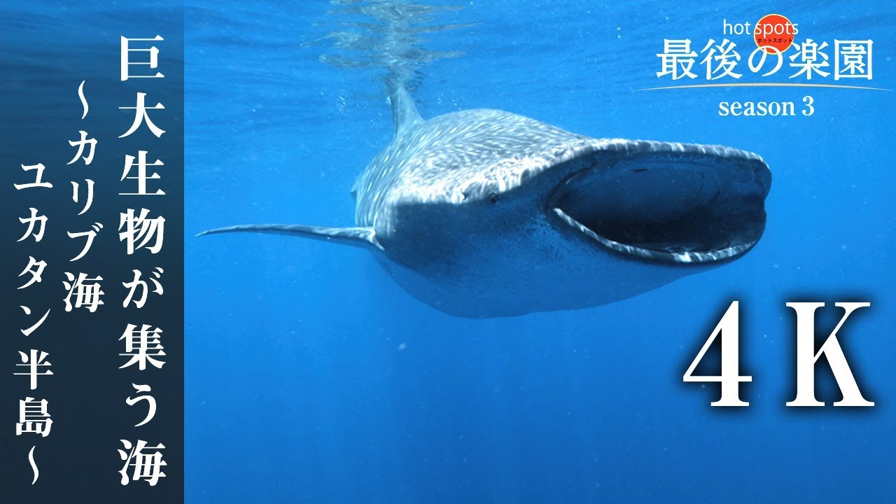 最新 日本国内のジンベエザメがいる水族館5選 エリア別に一挙大公開 暮らし の