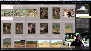Wild Eye - Keywording, Labels and Star Ratings in Lightroom