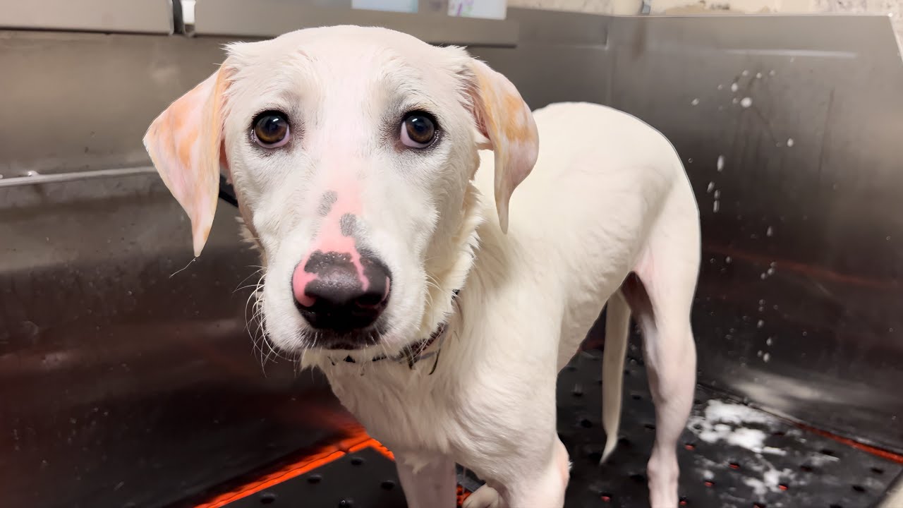 Dog Daycare Vlog 7 Let’s See How Dogs React to a Bubble Machine at Dog Daycare! YouTube