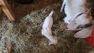 Mama Aurora and White Baby Buckling by Tilly's Tiny Family Farm 278 views 3 weeks ago 58 seconds