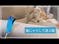 羽根を交換した猫じゃらしで遊ぶスコティッシュフォールド