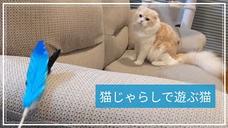 羽根を交換した猫じゃらしで遊ぶスコティッシュフォールド