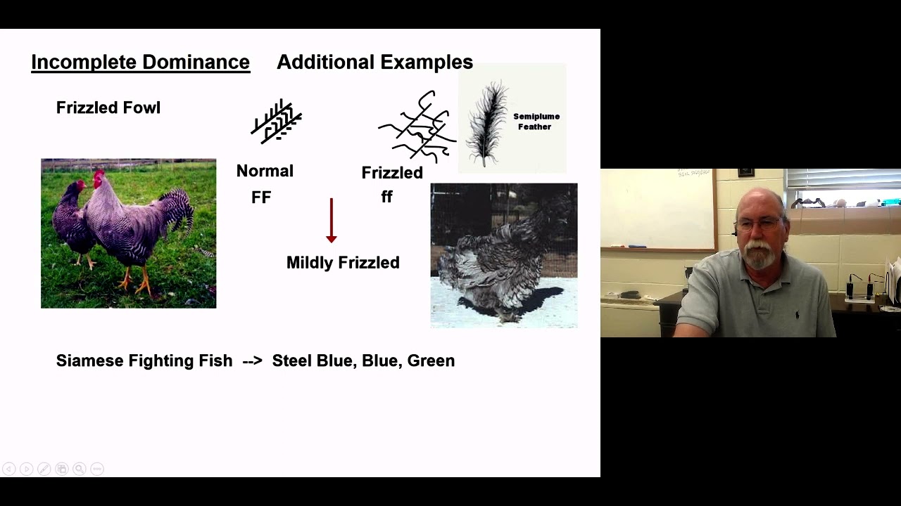 GG   Allelic Interactions I Part 1