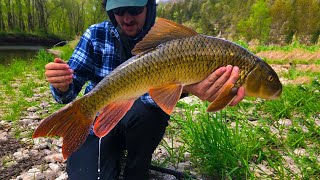 Redhorse Fishing A Creek.  Greater and Silver Redhorse