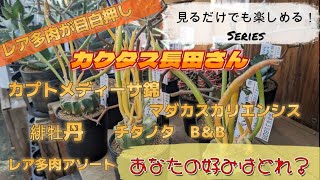 Rare succulents galore at Cactus Nagata] A series that's fun just