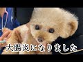 24時間体制の病院に犬を連れていきました【トイプードル】