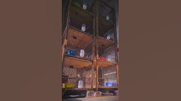 Beautiful Java Sparrow Cage  Nesting & Breeding Moments 🐦✨ #birds #javasparrow #birdlovers