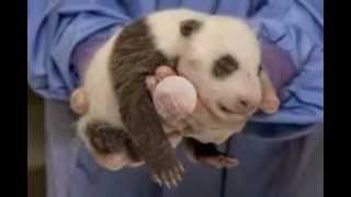 Image of Asia: A healthy trio of panda cubs Image of Asia: A healthy trio of panda cubs