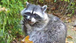 Raccoon eating acorns in my back yard Oct 2018