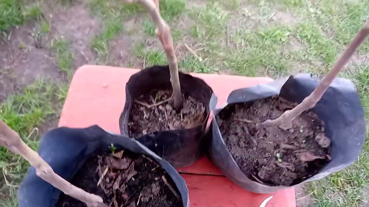 Прививка    Мушмулы