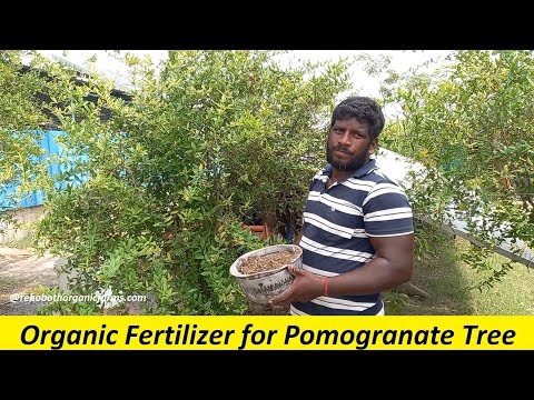 How to fertilize Pomegranate trees - Fertilizing Schedule & Guide / Pomegranate Farming