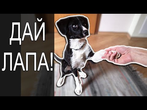 Видео: Как да научите кученце да дава лапа