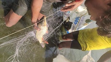 best fishing/real fishing with pond/gill net fishing/village fishing