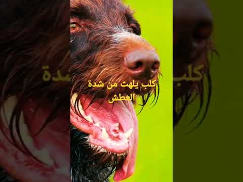 كلب يلهث 