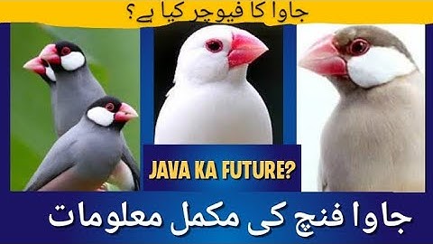 Java Finch Complete Information| Java Sparrow Future in Pakistan|Jawa Business