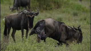2021 Calving of the Wildebeest in Southern Serengeti, Tanzania. Shared by Inspiration Africa.
