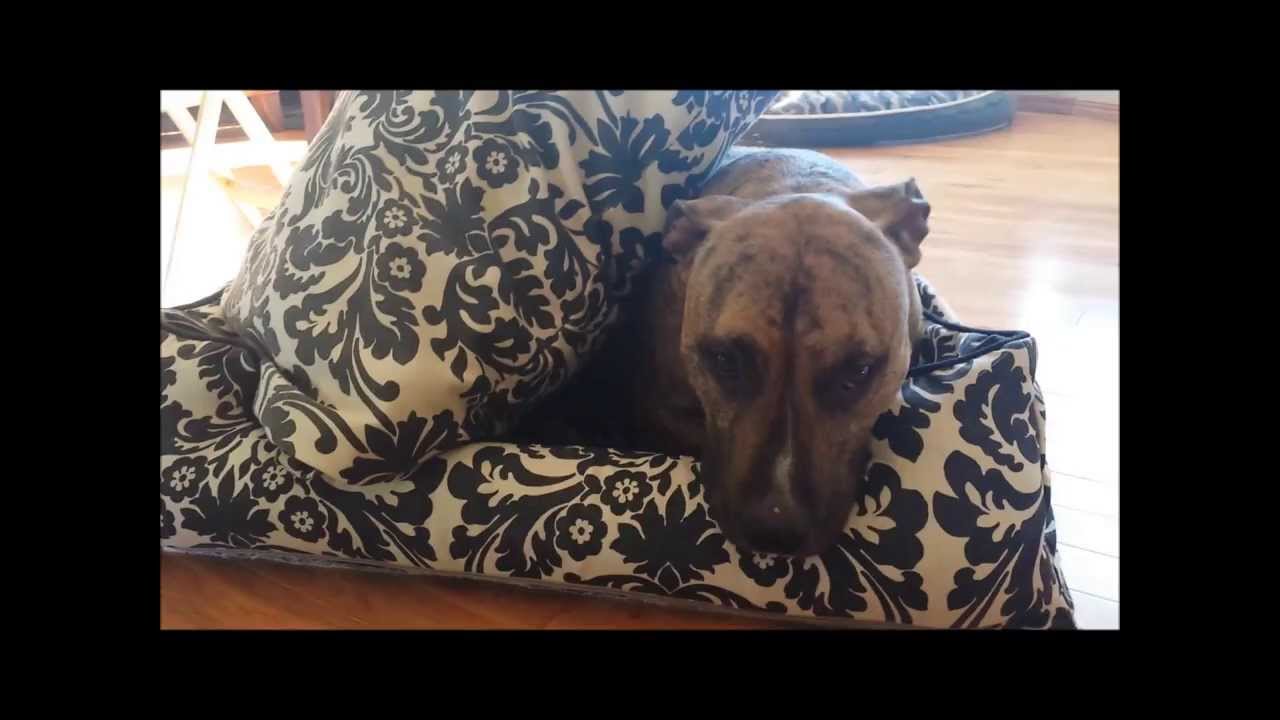 jax and bones dog beds buffalo plaid dog jax bones vs play lifestyle dog beds youtube jax and bones dog beds buffalo plaid dog jax bones vs play lifestyle dog beds youtube