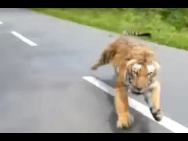 Motorcyclists flee from tiger chasing them in wildlife sanctuary in Kerala, India I ABC7 class=