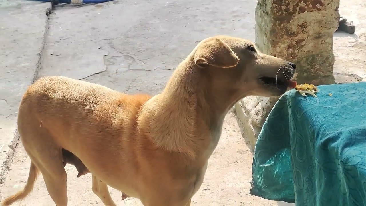 Most Loyal Animal In the World 