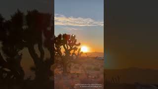 Throwback Short - Trail Guardian Clean-Up: Mojave Preserve